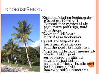 Pähklid #19