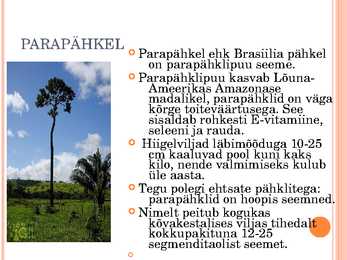 Pähklid #9