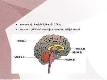 Inimene kui tervik organism #10