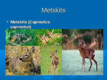 Ökoloogia ja keskkonnakaitse - Metskits ja metsmaasikas #2