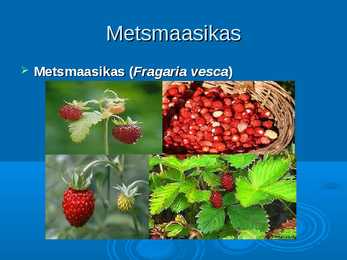 Ökoloogia ja keskkonnakaitse - Metskits ja metsmaasikas #15