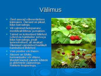 Ökoloogia ja keskkonnakaitse - Metskits ja metsmaasikas #16