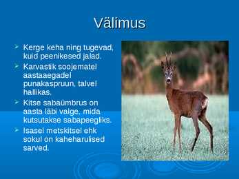 Ökoloogia ja keskkonnakaitse - Metskits ja metsmaasikas #3