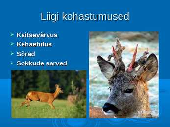 Ökoloogia ja keskkonnakaitse - Metskits ja metsmaasikas #5