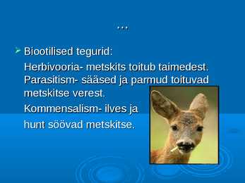 Ökoloogia ja keskkonnakaitse - Metskits ja metsmaasikas #7