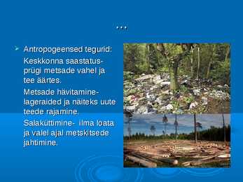 Ökoloogia ja keskkonnakaitse - Metskits ja metsmaasikas #8