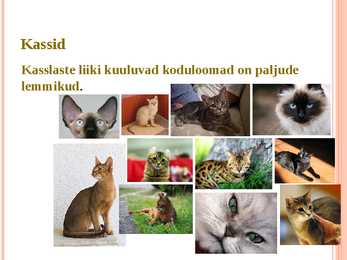 Koduloomad #3