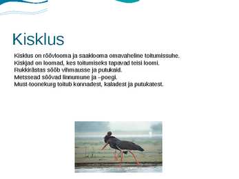 Eesti luhad #10
