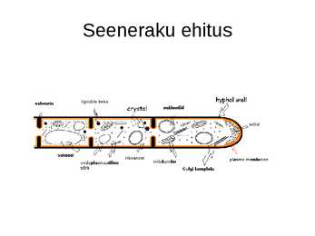 Rakud #12