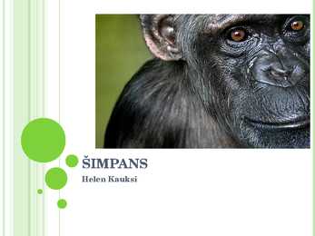 Šimpans