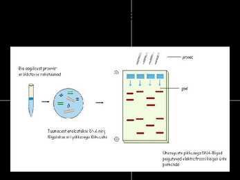 DNA - analüüsid #12