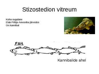 Väljendusoskuse esitlus #4