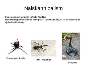 Väljendusoskuse esitlus #6