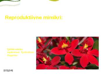 Mimikri #7