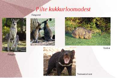 Kukkurloomad ja Ürgimetajad #4