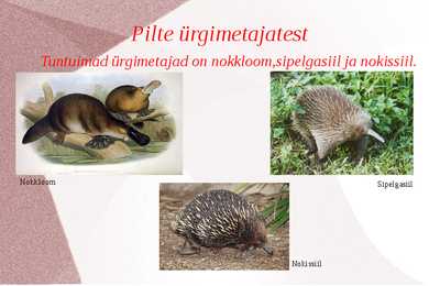 Kukkurloomad ja Ürgimetajad #7