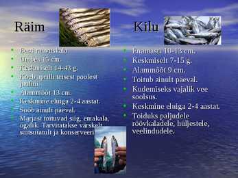 Läänemere kalad #3