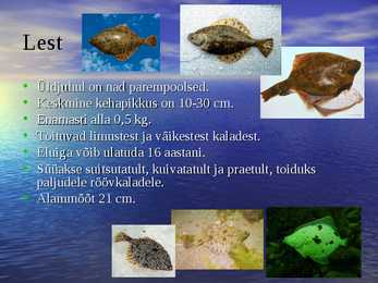 Läänemere kalad #4