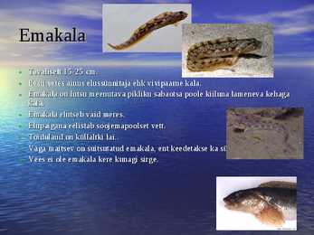 Läänemere kalad #5