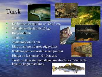 Läänemere kalad #6