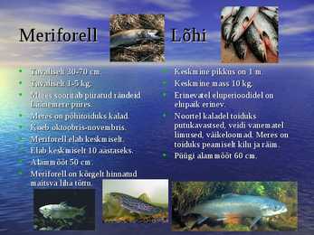 Läänemere kalad #7