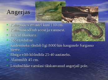 Läänemere kalad #8