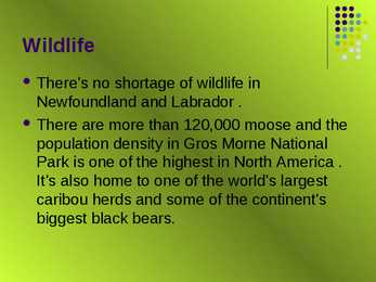 Newfoundland #6