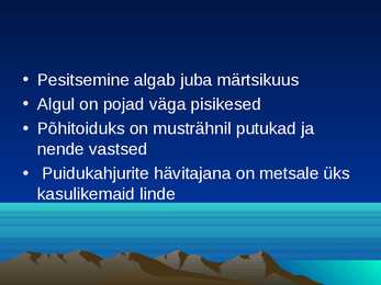 Musträhn #5