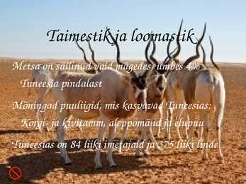 Tuneesia #7