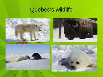 Quebec #20