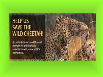 Gepard #5