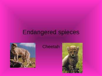 Gepard