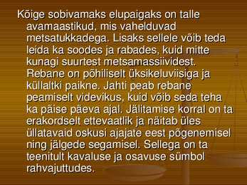 Rebane #4