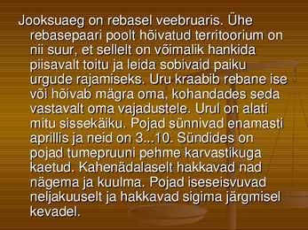 Rebane #6