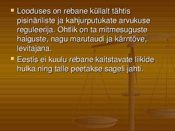 Rebane #7