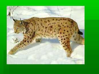 Ilves #5