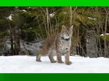 Ilves #7