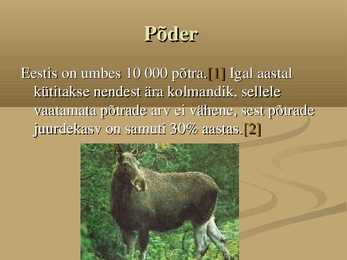 Põder #3