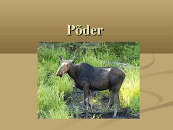 Põder