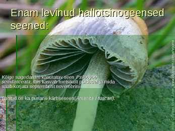 Seened #3