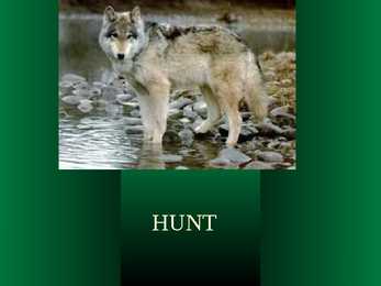 Hunt