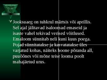 Tuhkur #6