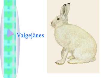 Valgejänes