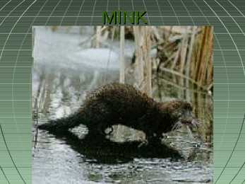 Mink