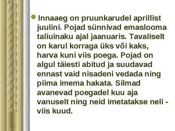 Pruunkaru #8