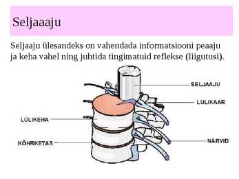 Inimese närvisüsteem #13