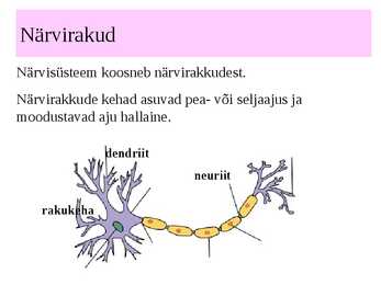 Inimese närvisüsteem #14