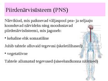 Inimese närvisüsteem #16