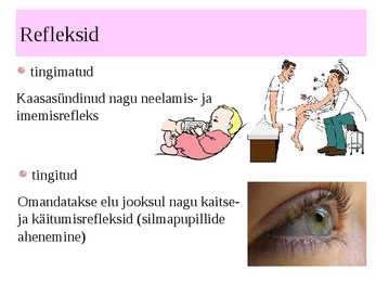 Inimese närvisüsteem #17