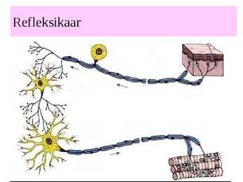 Inimese närvisüsteem #18